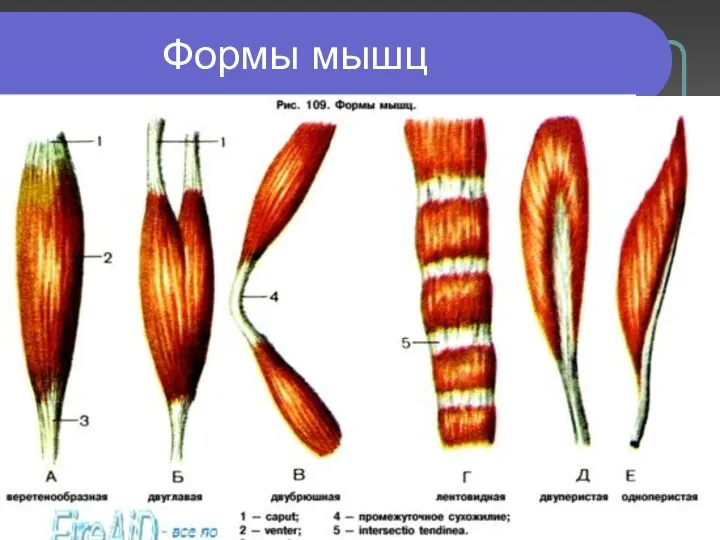 Формы мышц