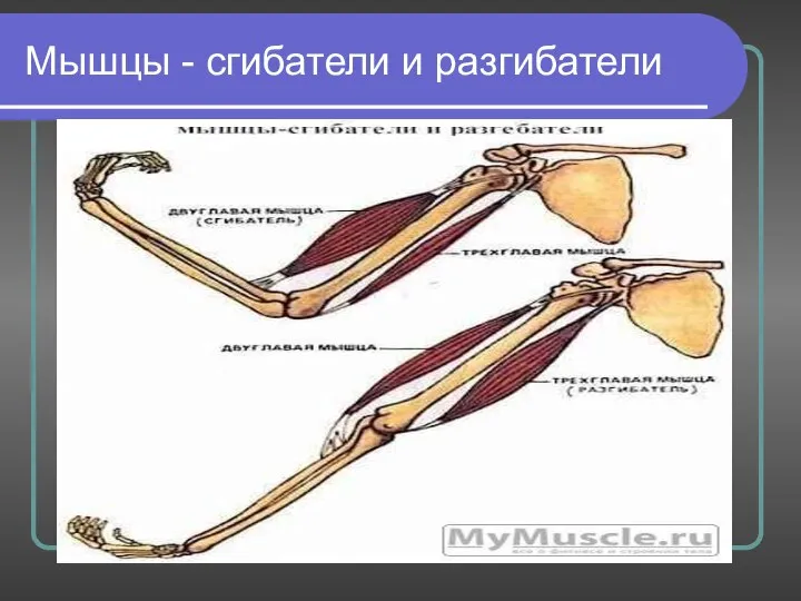 Мышцы - сгибатели и разгибатели