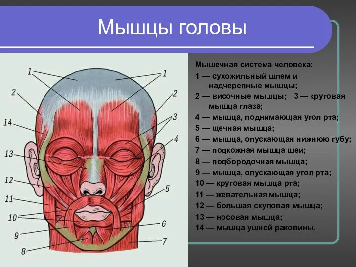 Мышцы головы Мышцы головы Мышечная система человека: 1 — сухожильный шлем и