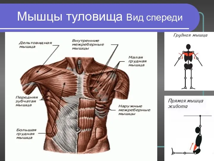 Мышцы туловища Вид спереди