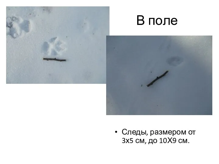 В поле Следы, размером от 3х5 см, до 10Х9 см.