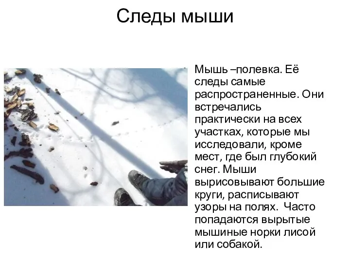 Следы мыши Мышь –полевка. Её следы самые распространенные. Они встречались практически на