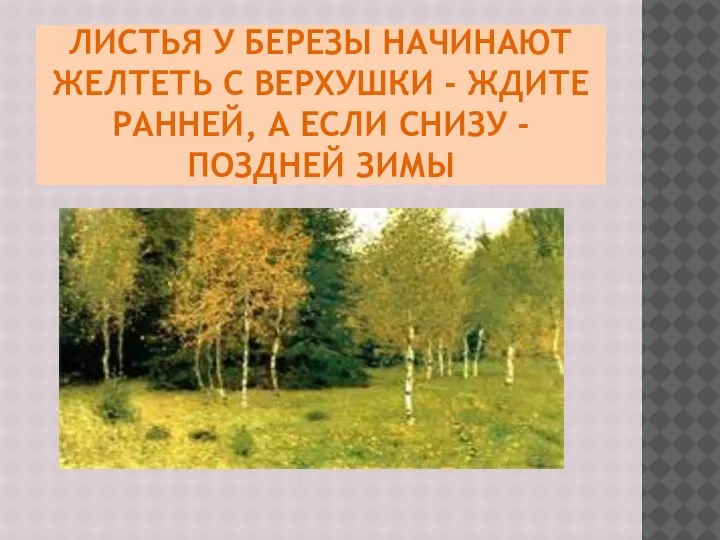 ЛИСТЬЯ У БЕРЕЗЫ НАЧИНАЮТ ЖЕЛТЕТЬ С ВЕРХУШКИ - ЖДИТЕ РАННЕЙ, А ЕСЛИ СНИЗУ - ПОЗДНЕЙ ЗИМЫ