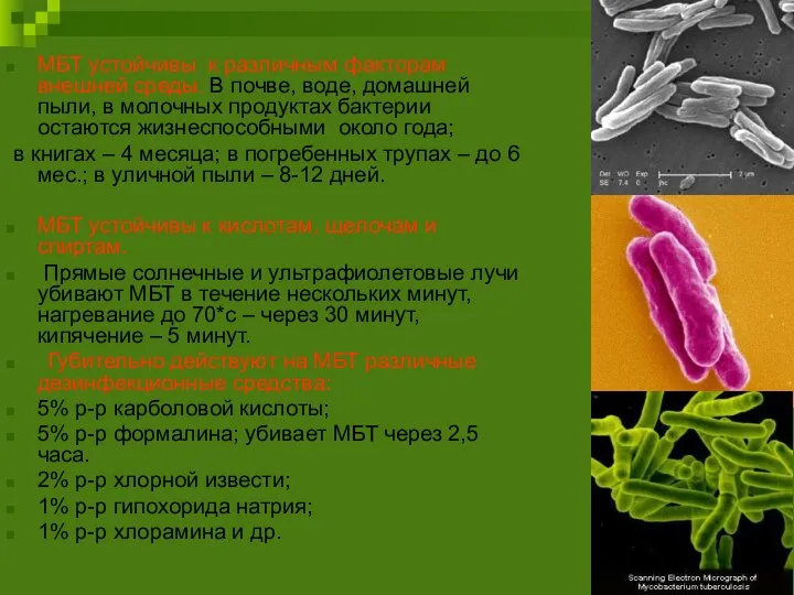 МБТ устойчивы к различным факторам внешней среды. В почве, воде, домашней пыли,