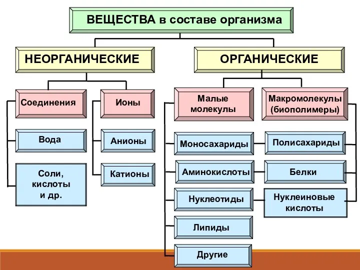 ВЕЩЕСТВА в составе организма НЕОРГАНИЧЕСКИЕ ОРГАНИЧЕСКИЕ Соединения Ионы Малые молекулы Макромолекулы (биополимеры)