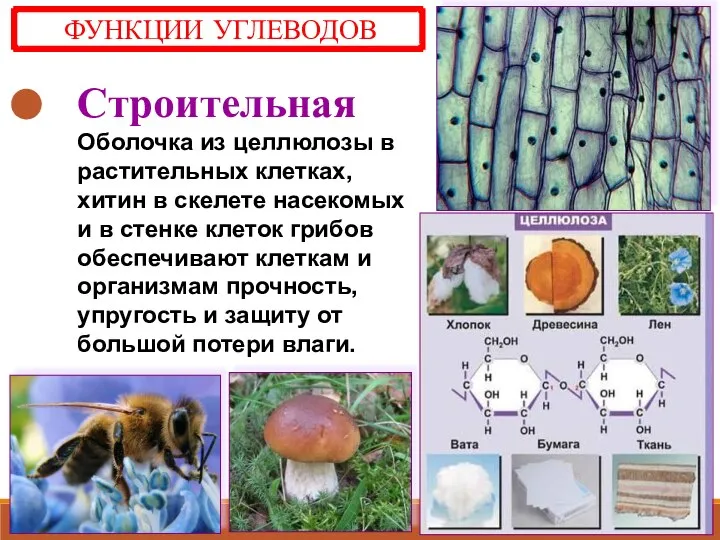 Строительная Оболочка из целлюлозы в растительных клетках, хитин в скелете насекомых и