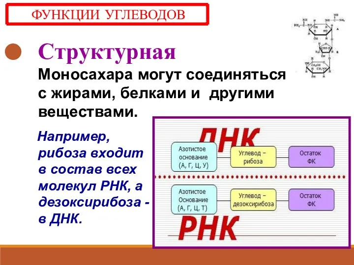 Структурная Моносахара могут соединяться с жирами, белками и другими веществами. Например, рибоза