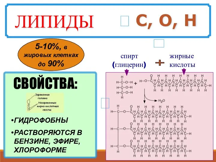 ? С, О, Н спирт (глицерин) жирные кислоты + ГИДРОФОБНЫ РАСТВОРЯЮТСЯ В