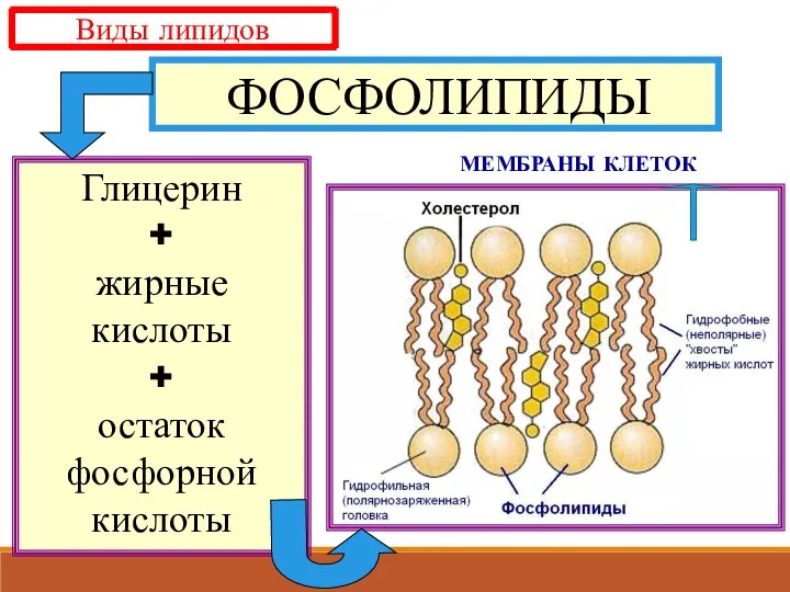 ФОСФОЛИПИДЫ Глицерин + жирные кислоты + остаток фосфорной кислоты МЕМБРАНЫ КЛЕТОК Виды липидов