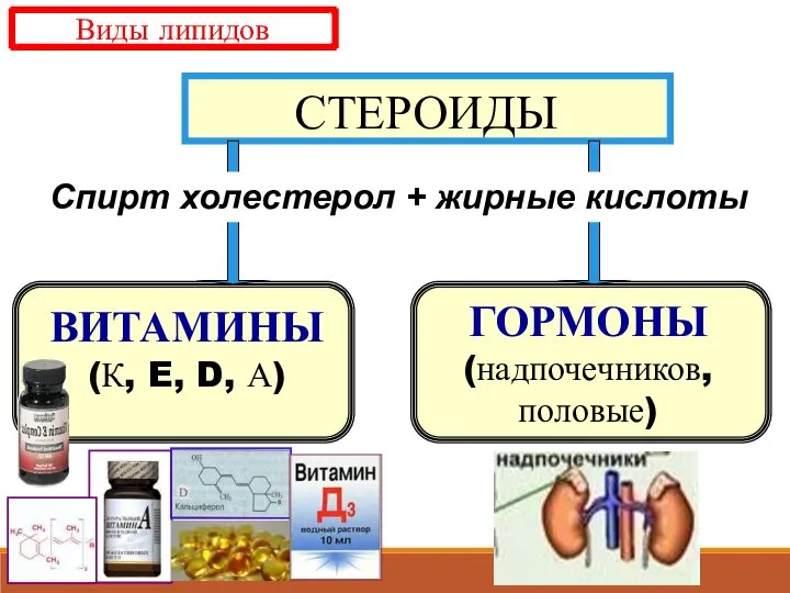 СТЕРОИДЫ ВИТАМИНЫ (К, E, D, А) ГОРМОНЫ (надпочечников, половые) Спирт холестерол + жирные кислоты Виды липидов