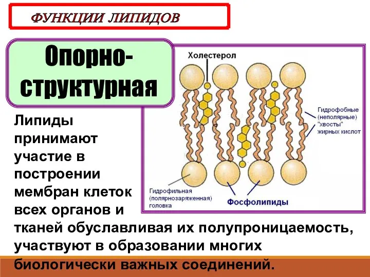 Опорно-структурная ФУНКЦИИ ЛИПИДОВ Липиды принимают участие в построении мембран клеток всех органов