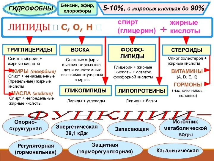 ЛИПИДЫ ? С, О, Н ? спирт (глицерин) жирные кислоты + ГИДРОФОБНЫ