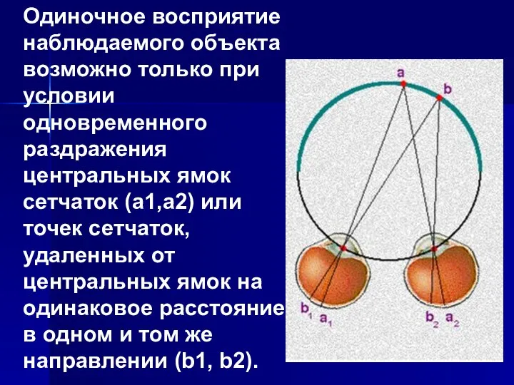 Одиночное восприятие наблюдаемого объекта возможно только при условии одновременного раздражения центральных ямок