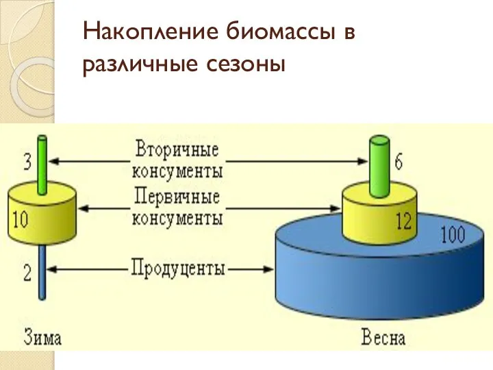 Накопление биомассы в различные сезоны