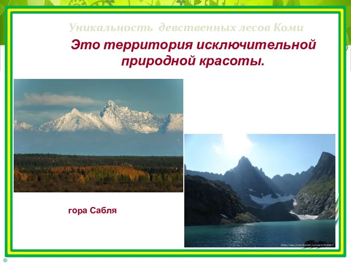 Уникальность девственных лесов Коми Это территория исключительной природной красоты. гора Сабля