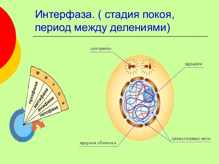 Интерфаза. ( стадия покоя, период между делениями)