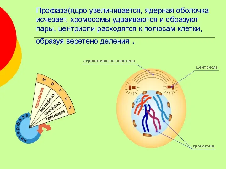 Профаза(ядро увеличивается, ядерная оболочка исчезает, хромосомы удваиваются и образуют пары, центриоли расходятся