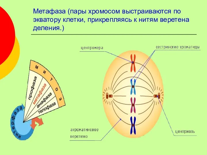 Метафаза (пары хромосом выстраиваются по экватору клетки, прикрепляясь к нитям веретена деления.)
