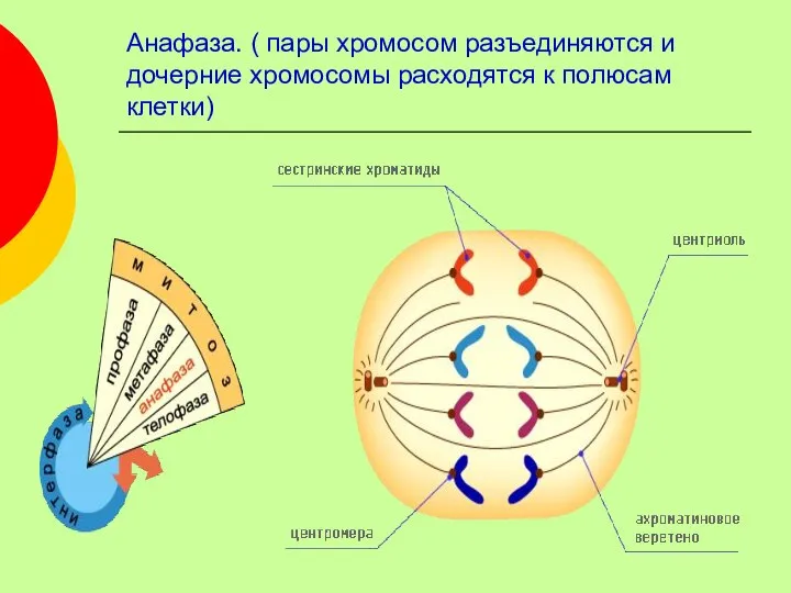 Анафаза. ( пары хромосом разъединяются и дочерние хромосомы расходятся к полюсам клетки)