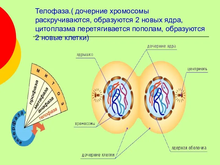 Телофаза.( дочерние хромосомы раскручиваются, образуются 2 новых ядра, цитоплазма перетягивается пополам, образуются 2 новые клетки)