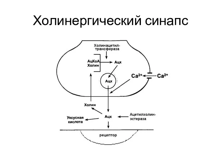 Холинергический синапс