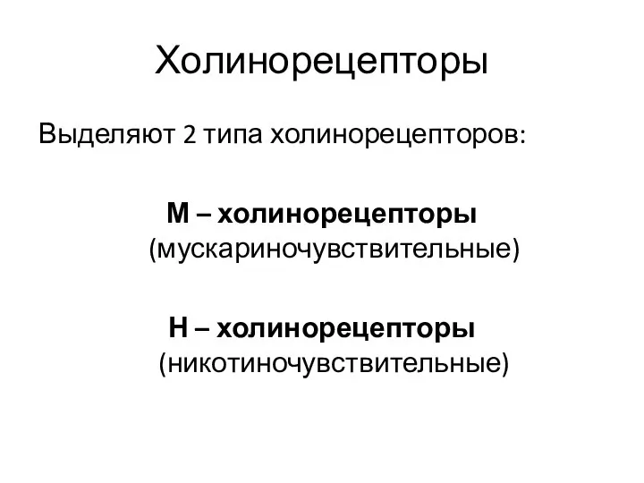 Холинорецепторы Выделяют 2 типа холинорецепторов: М – холинорецепторы (мускариночувствительные) Н – холинорецепторы (никотиночувствительные)