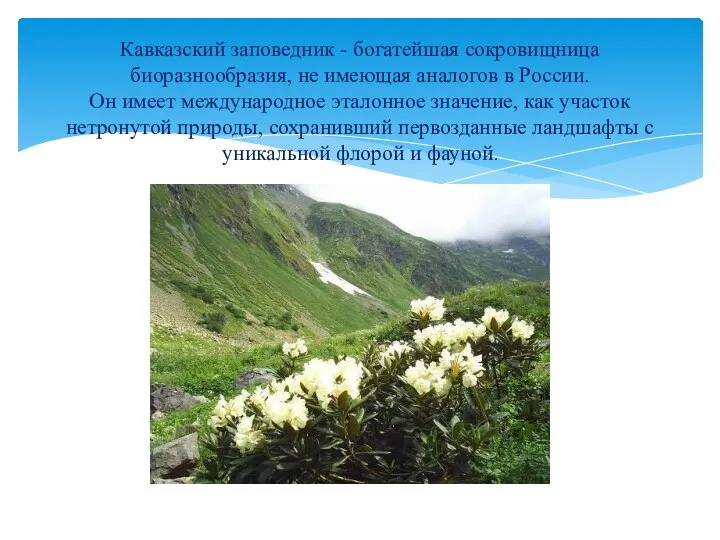 Кавказский заповедник - богатейшая сокровищница биоразнообразия, не имеющая аналогов в России. Он