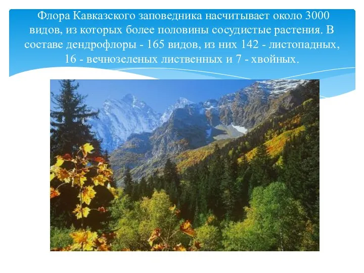 Флора Кавказского заповедника насчитывает около 3000 видов, из которых более половины сосудистые