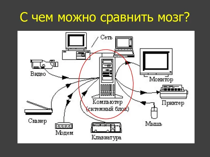 С чем можно сравнить мозг?