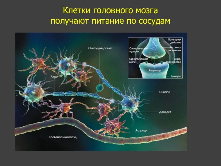 Клетки головного мозга получают питание по сосудам