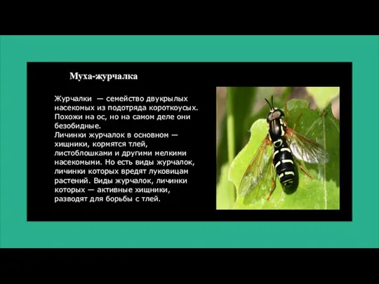 Журчалки — семейство двукрылых насекомых из подотряда короткоусых. Похожи на ос, но