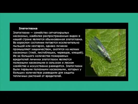 Златоглазка Златоглазки — семейство сетчатокрылых насекомых, наиболее распространенным видом в нашей стране