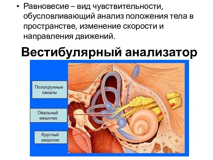 Вестибулярный анализатор Равновесие – вид чувствительности, обусловливающий анализ положения тела в пространстве,