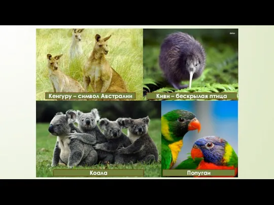 Кенгуру – символ Австралии Коала Киви – бескрылая птица Попугаи