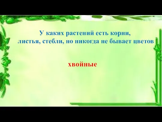 У каких растений есть корни, листья, стебли, но никогда не бывает цветов хвойные