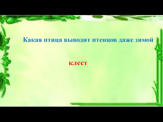 Какая птица выводит птенцов даже зимой клест