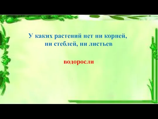 У каких растений нет ни корней, ни стеблей, ни листьев водоросли