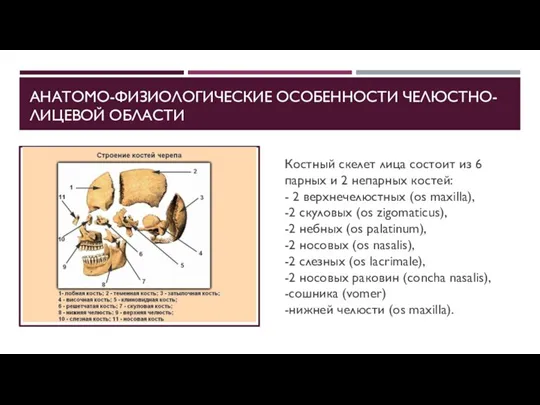 АНАТОМО-ФИЗИОЛОГИЧЕСКИЕ ОСОБЕННОСТИ ЧЕЛЮСТНО-ЛИЦЕВОЙ ОБЛАСТИ Костный скелет лица состоит из 6 парных и