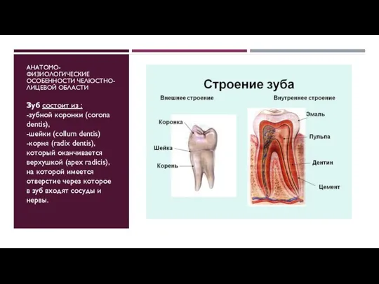 АНАТОМО-ФИЗИОЛОГИЧЕСКИЕ ОСОБЕННОСТИ ЧЕЛЮСТНО-ЛИЦЕВОЙ ОБЛАСТИ Зуб состоит из : -зубной коронки (corona dentis),