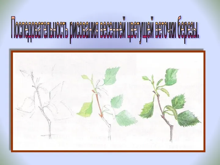Последовательность рисования весенней цветущей веточки березы.
