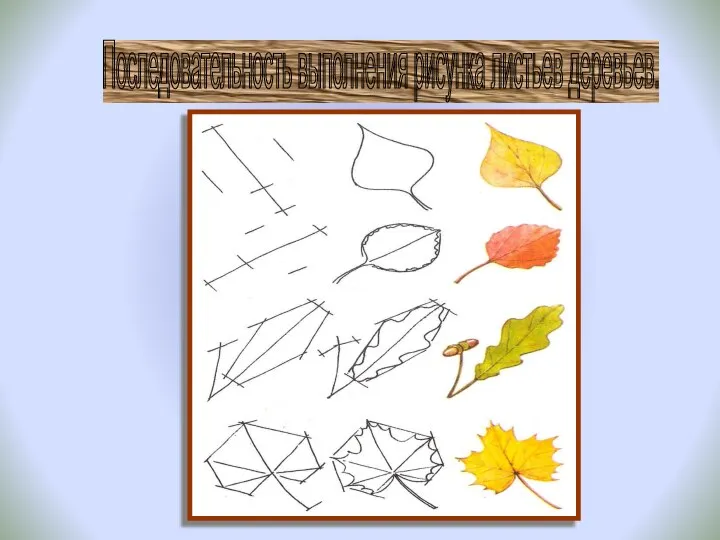 Последовательность выполнения рисунка листьев деревьев.