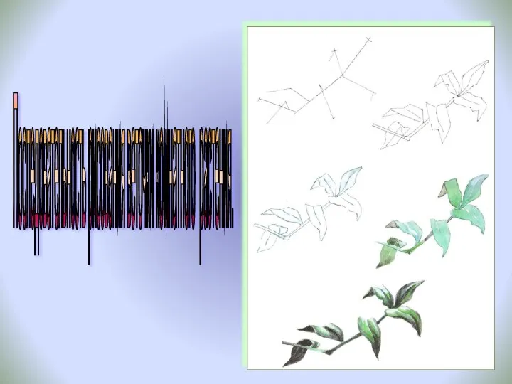 Последовательность рисования веточки комнатного растения.
