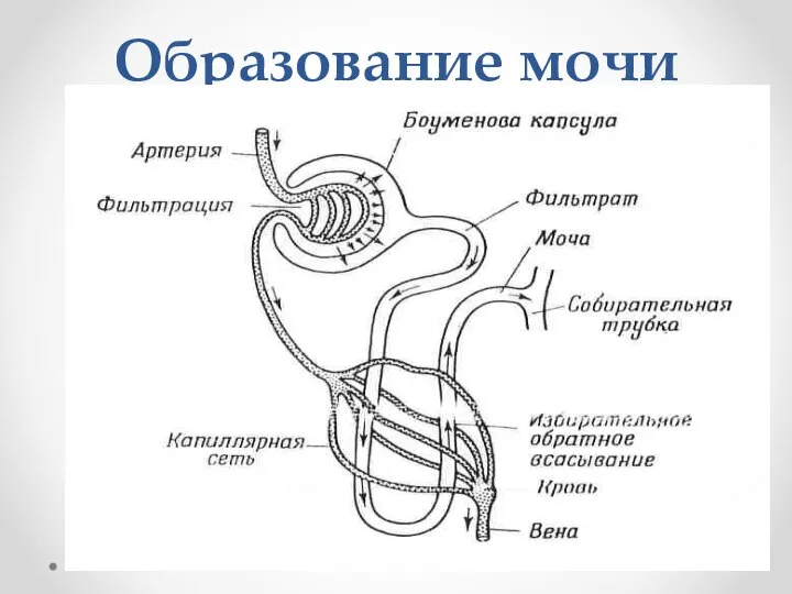 Образование мочи