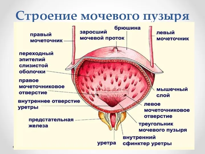 Строение мочевого пузыря