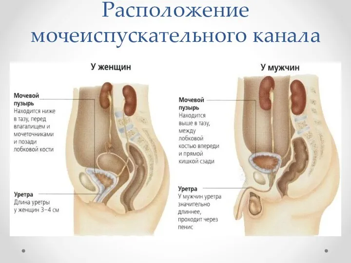 Расположение мочеиспускательного канала