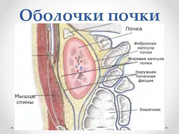 Оболочки почки