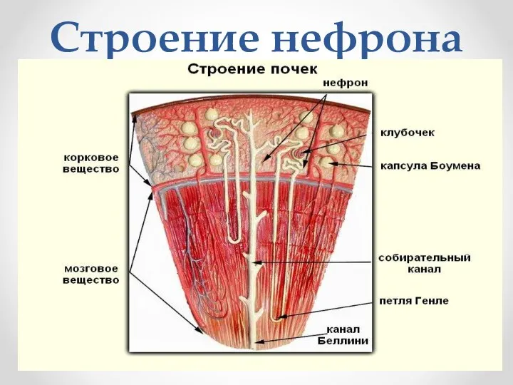 Строение нефрона