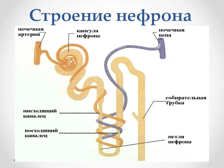 Строение нефрона