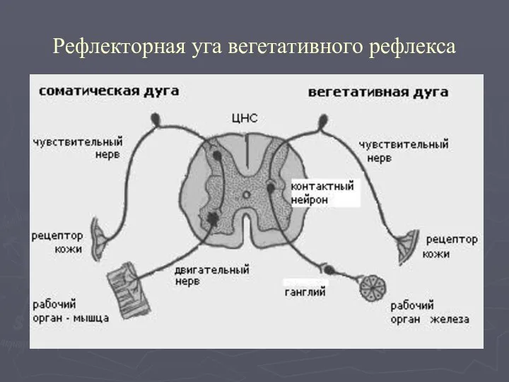 Рефлекторная уга вегетативного рефлекса