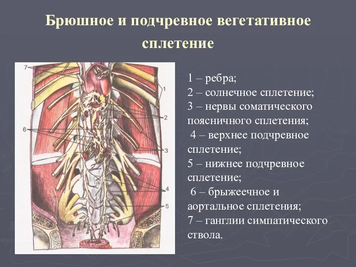 Брюшное и подчревное вегетативное сплетение 1 – ребра; 2 – солнечное сплетение;